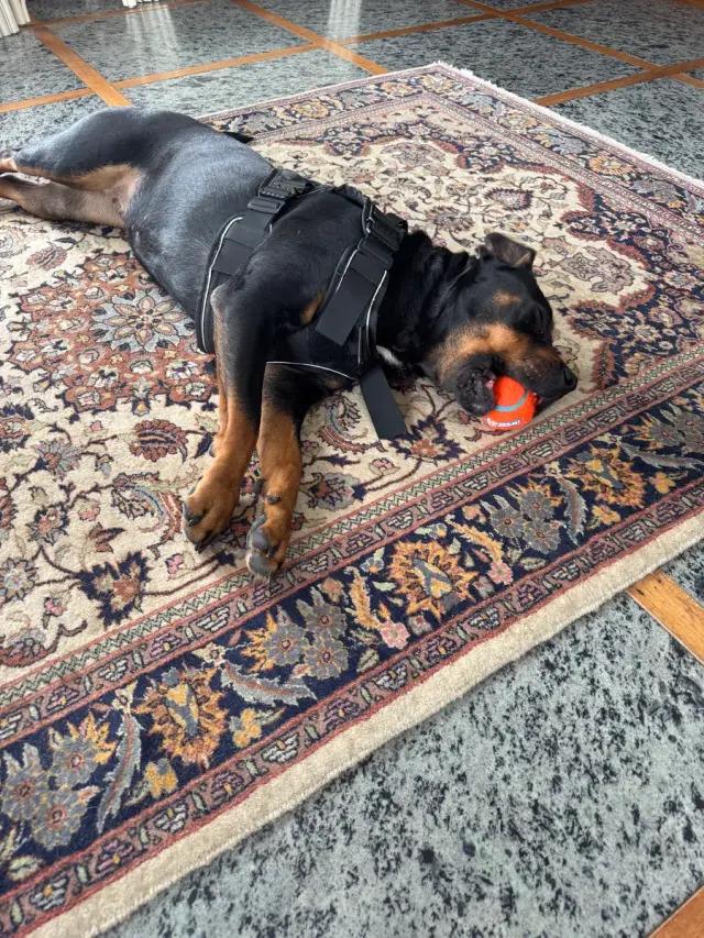 Enlarge Nana Banana, a Adoptable Rottweiler in Polk, OH image 1/4