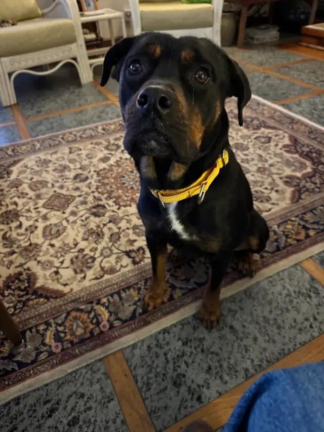 Enlarge Nana Banana, a Adoptable Rottweiler in Polk, OH image 2/4