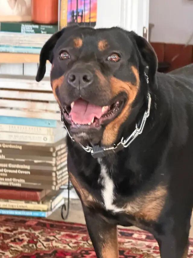 Enlarge Nana Banana, a Adoptable Rottweiler in Polk, OH image 4/4