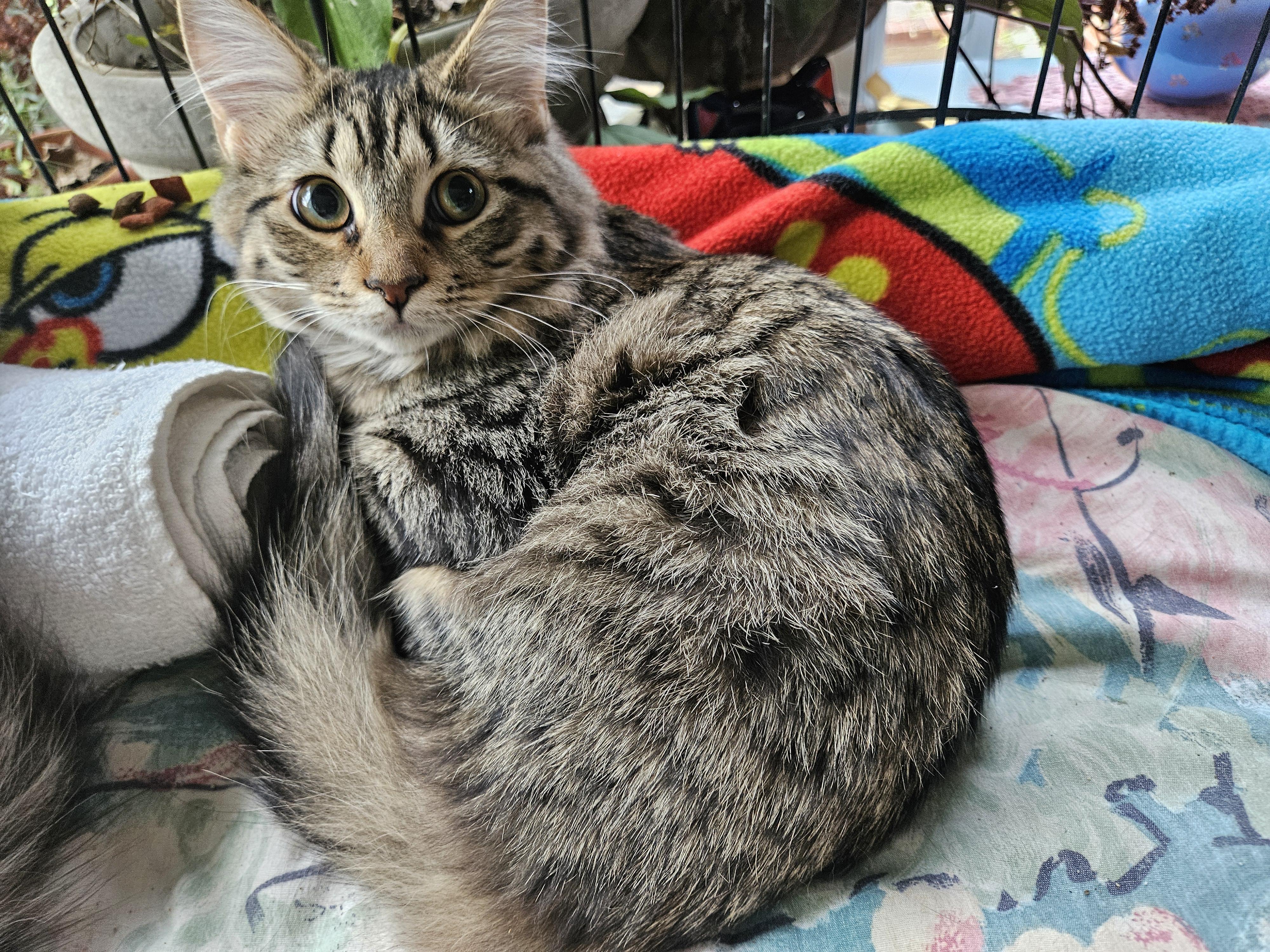 Angel, adopted, Young Female Tabby.