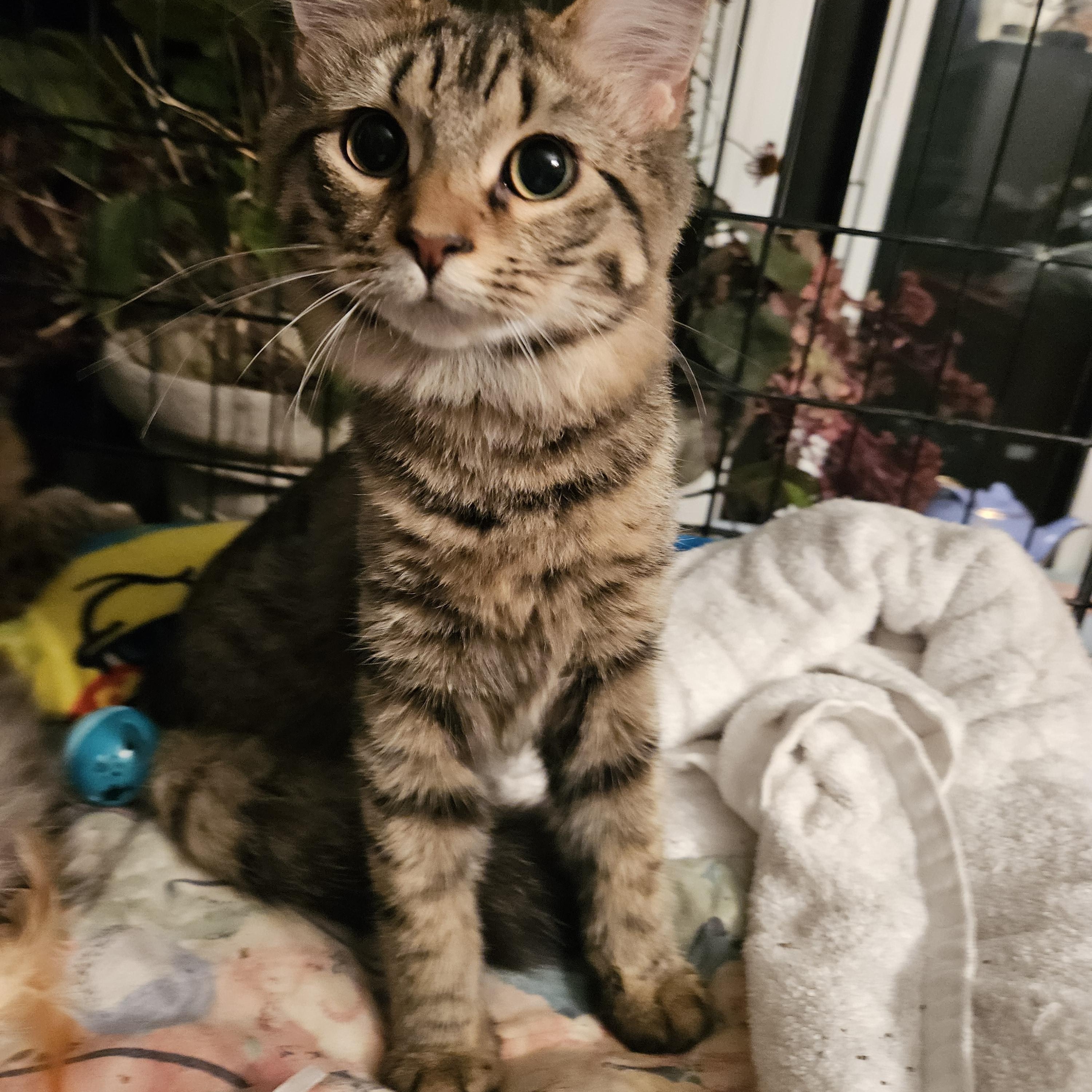 Enlarge Angel, an adopted Tabby in Plainsboro, NJ image 2/3