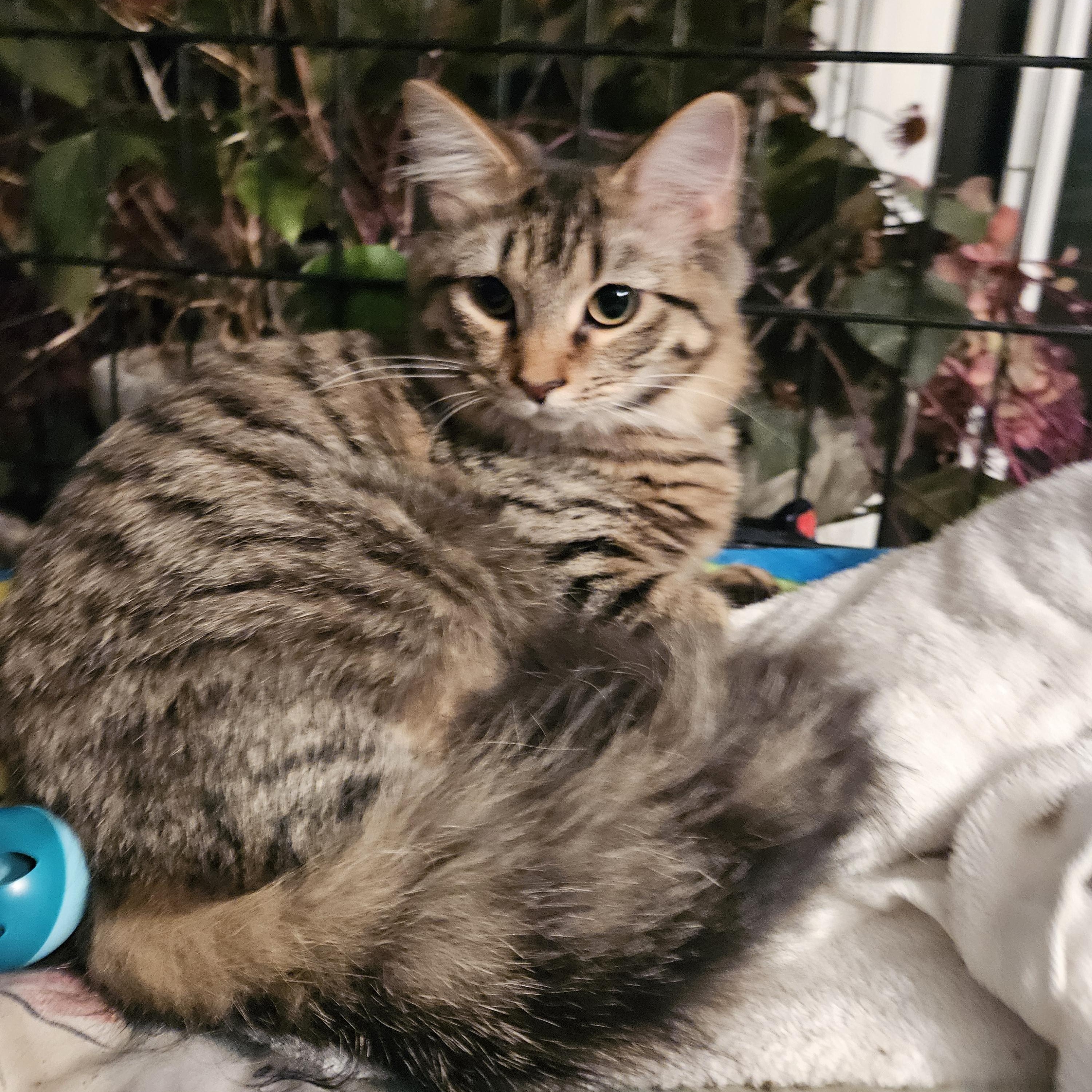 Enlarge Angel, an adopted Tabby in Plainsboro, NJ image 3/3