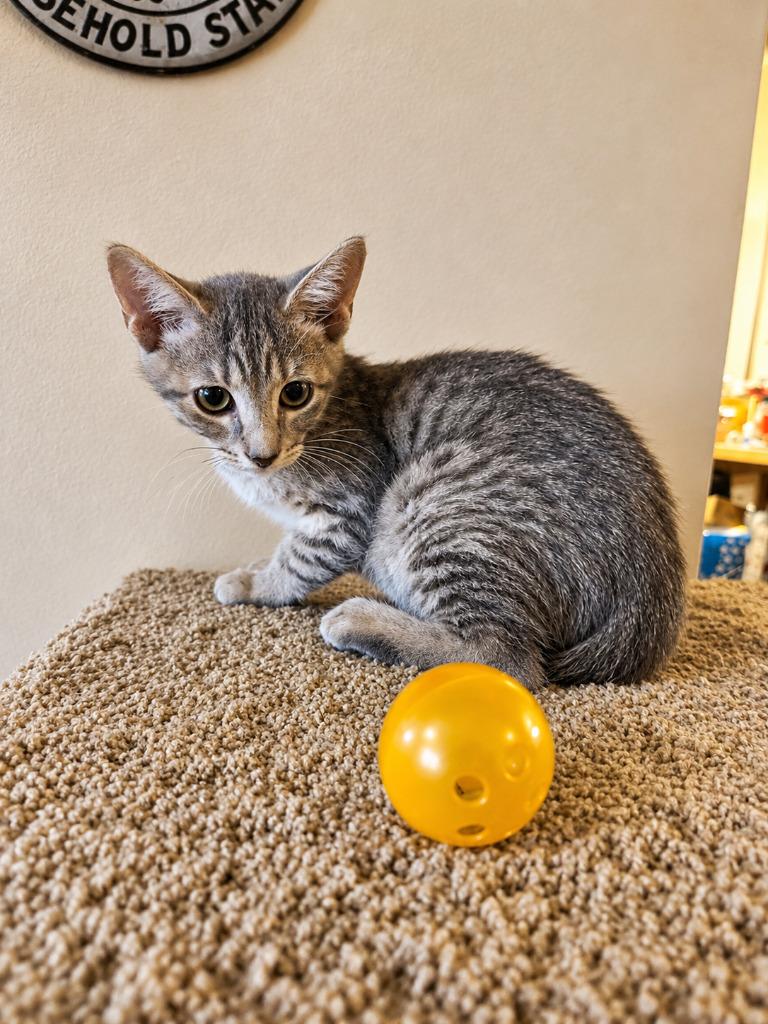 Purple Reign, Adopted, Kitten Female Domestic Short Hair.