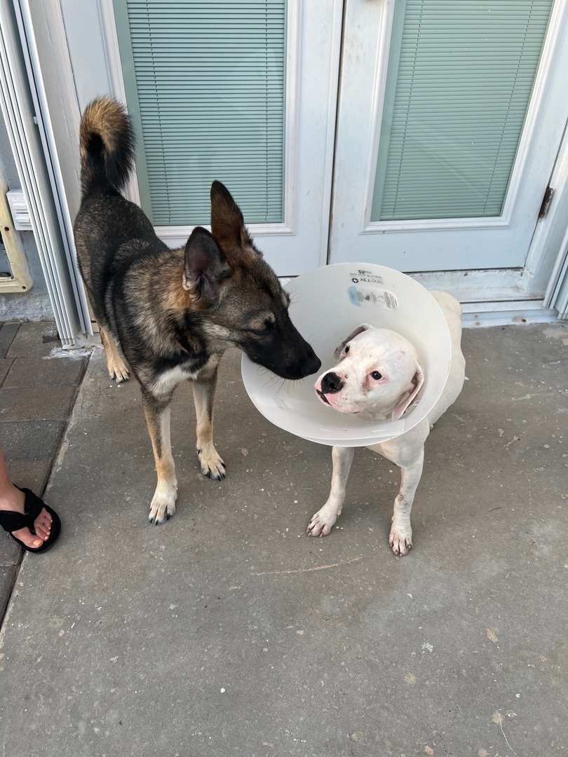 Flynn, Adopted, Young Male Belgian Shepherd / Malinois.