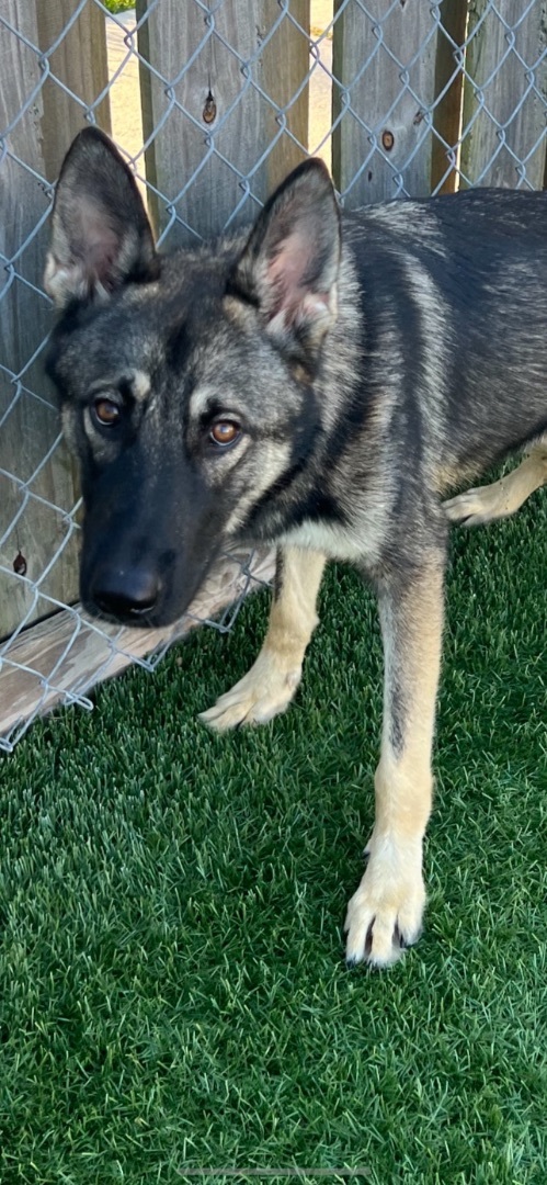 Enlarge Flynn, a Adopted Belgian Shepherd / Malinois in Fort Lauderdale, FL image 2/6