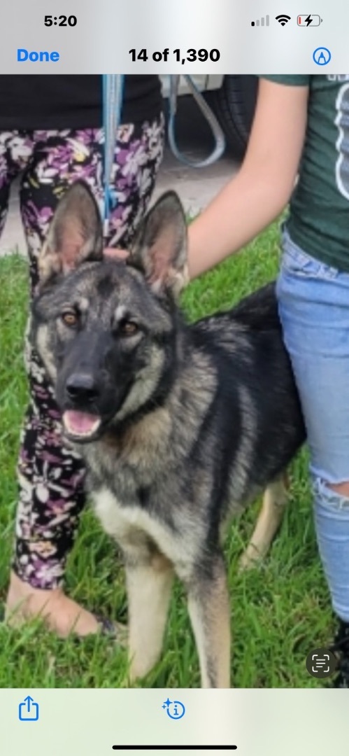 Enlarge Flynn, a Adopted Belgian Shepherd / Malinois in Fort Lauderdale, FL image 3/6