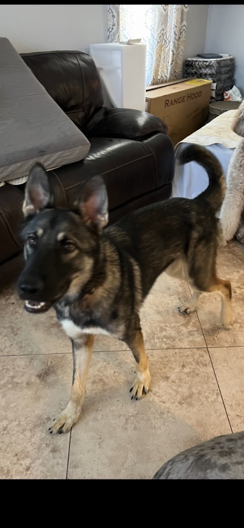 Enlarge Flynn, a Adopted Belgian Shepherd / Malinois in Fort Lauderdale, FL image 4/6