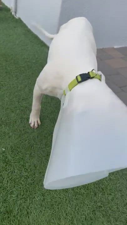 Enlarge Flynn, a Adopted Belgian Shepherd / Malinois in Fort Lauderdale, FL video 5/6