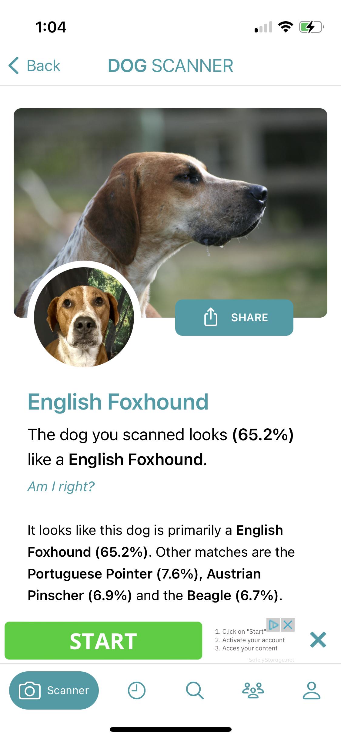 Dudley, Adoptable, Adult Male English Foxhound.