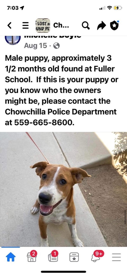 Enlarge Dudley, a Adoptable mixed breed in Concord, CA image 3/12