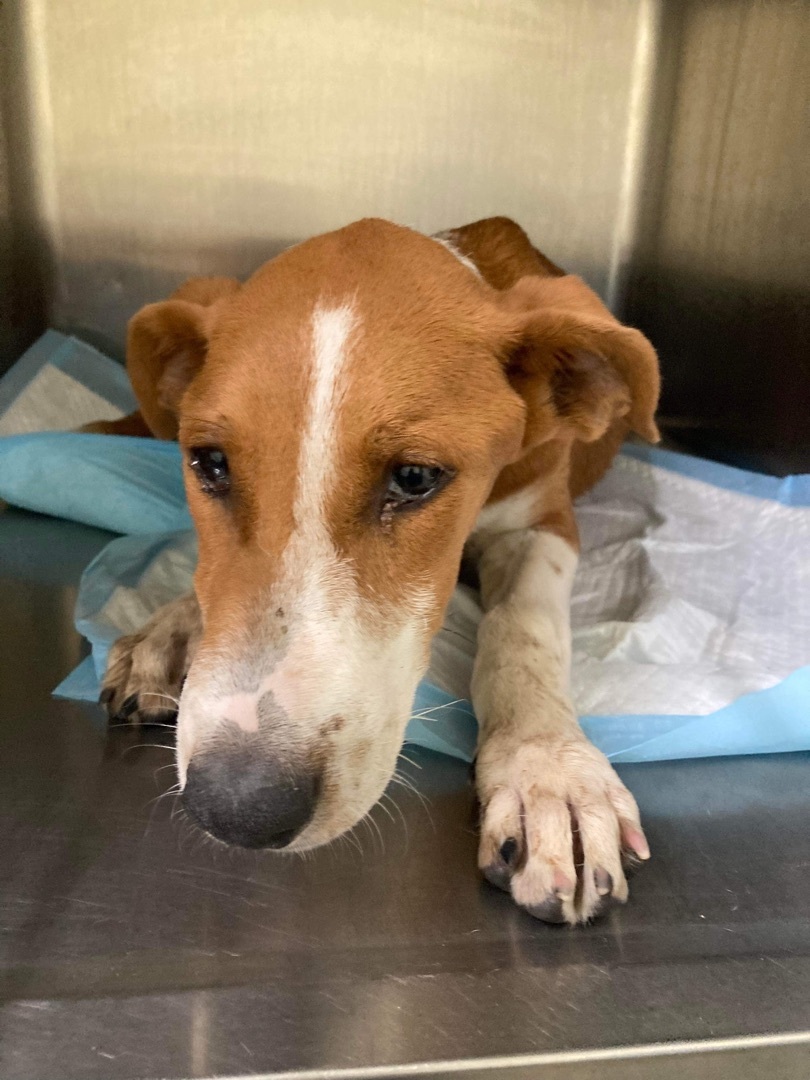 Dudley, Adoptable, Adult Male English Foxhound.