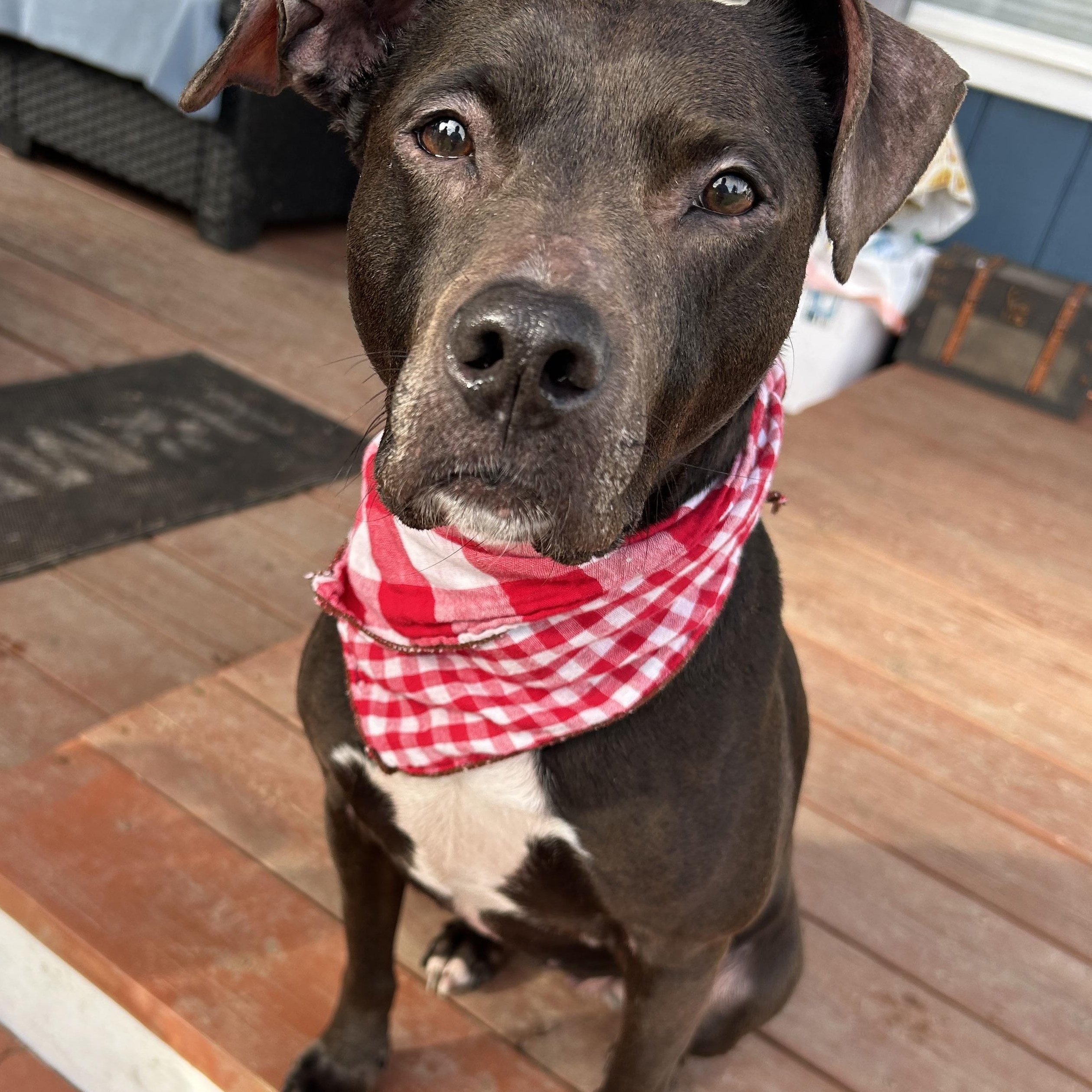 Enlarge Sage, a Adoptable mixed breed in Port Angeles, WA image 1/6