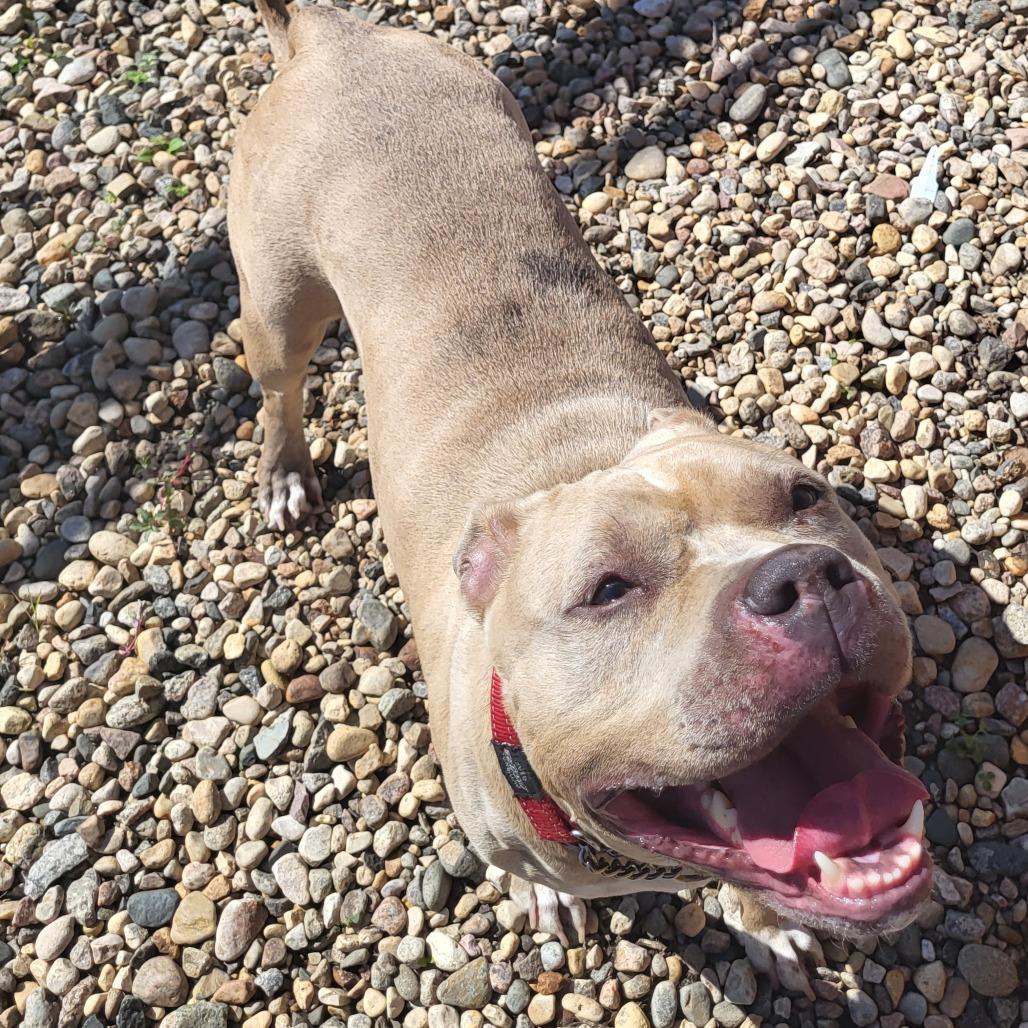 Kiwi, a Adoptable Pit Bull Terrier in Saskatoon, SK image 1/4