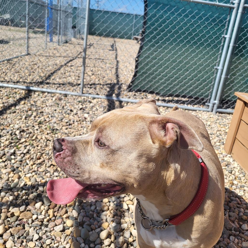 Kiwi, a Adoptable Pit Bull Terrier in Saskatoon, SK image 2/4