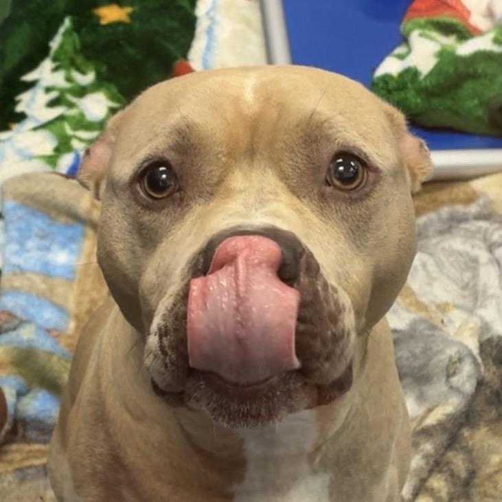 Kiwi, a Adoptable Pit Bull Terrier in Saskatoon, SK image 3/4
