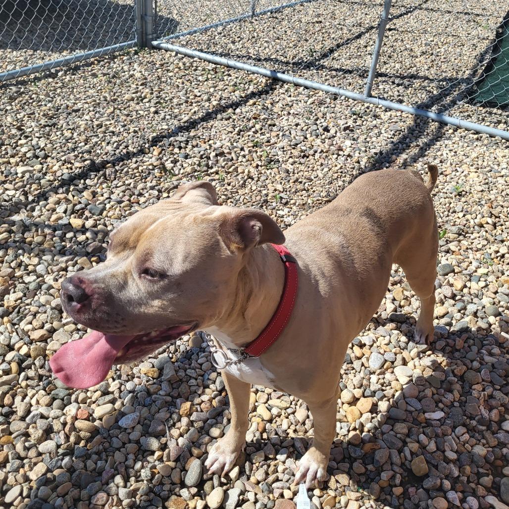 Kiwi, a Adoptable Pit Bull Terrier in Saskatoon, SK image 4/4