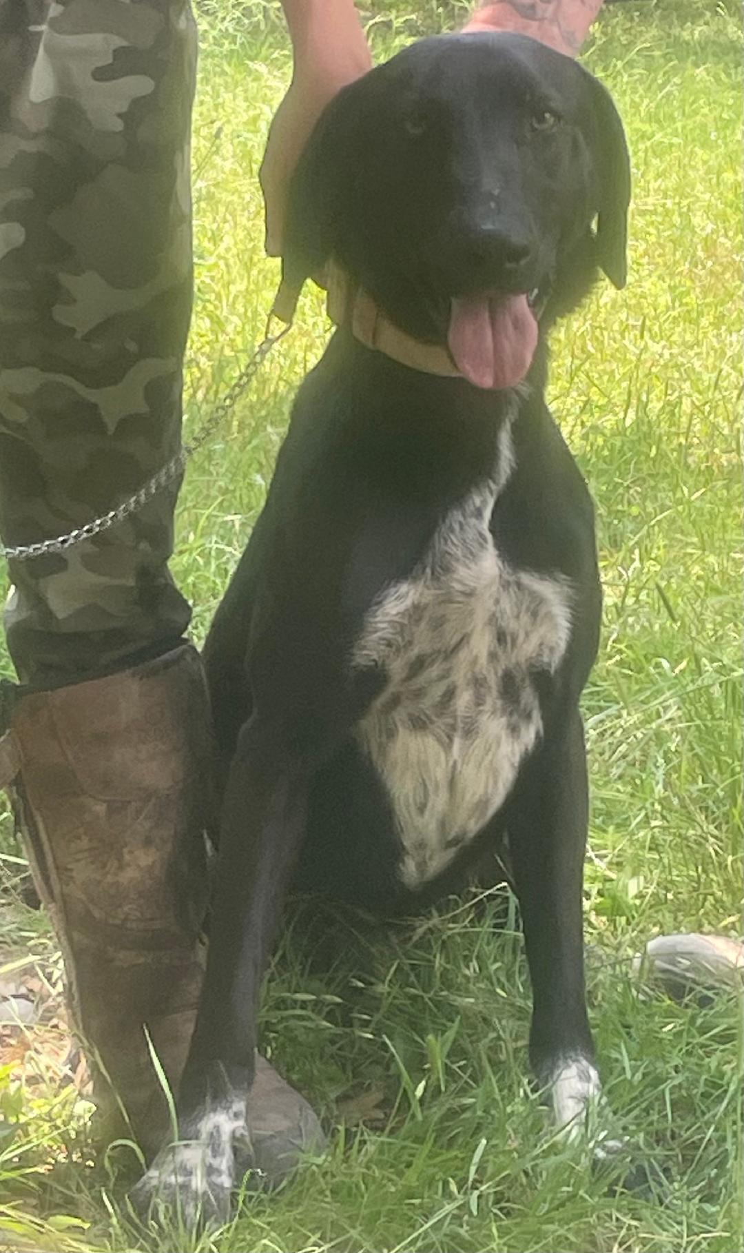 socks, Adult Male German Shorthaired Pointer