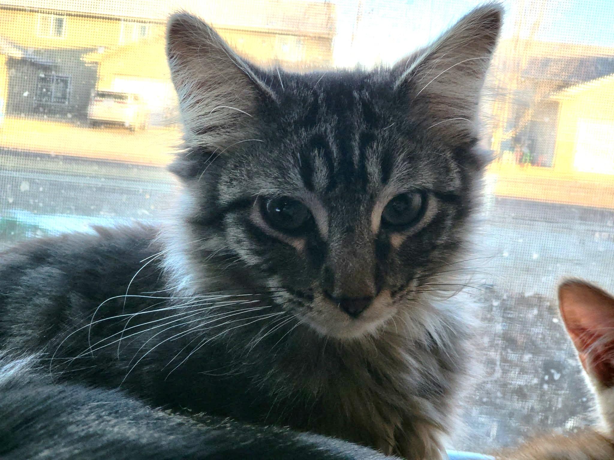 Snickerdoodle, adopted, Kitten Male Domestic Long Hair.