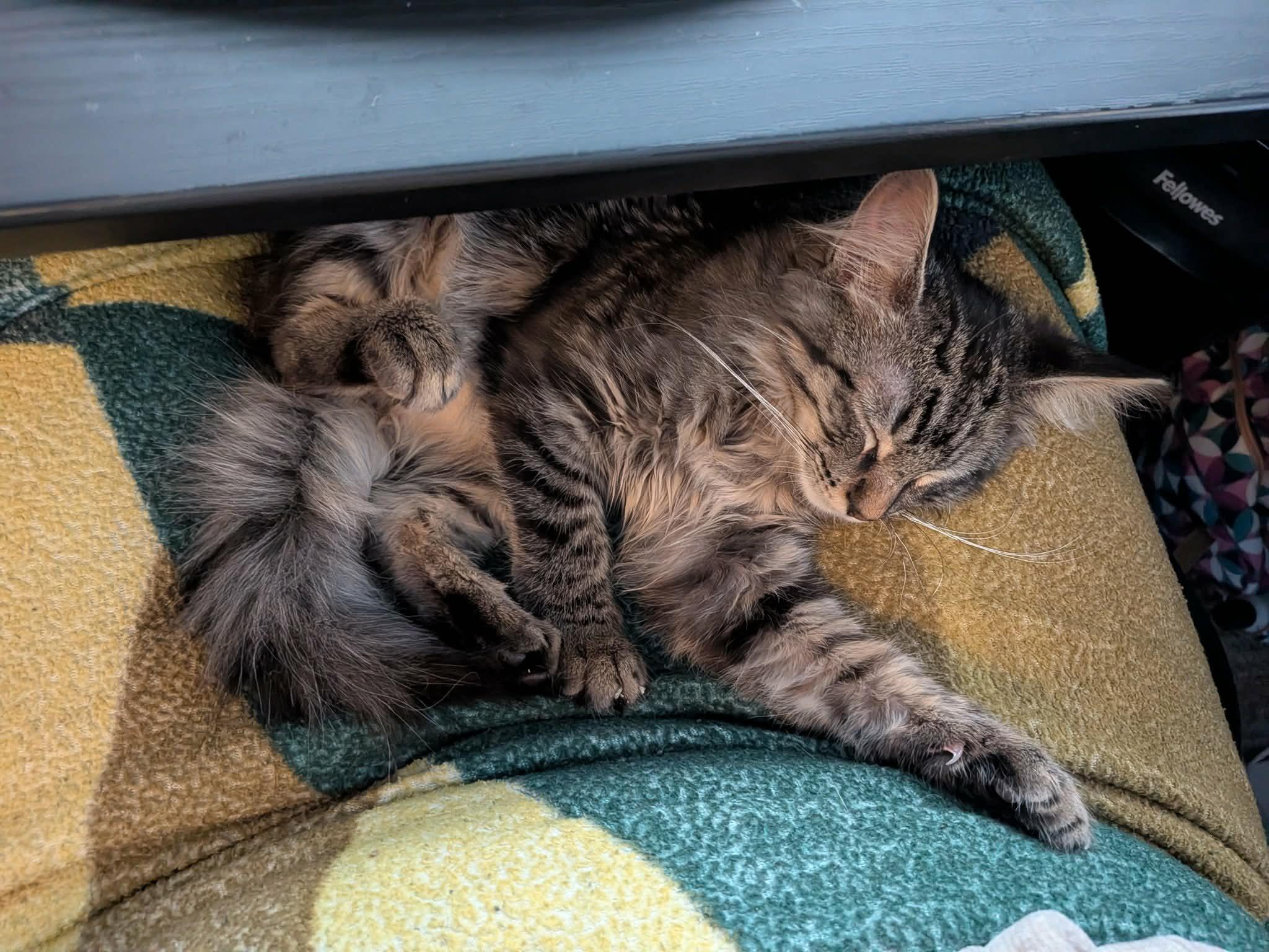 Enlarge Snickerdoodle, an adopted Domestic Long Hair in Sioux Falls, SD image 3/3