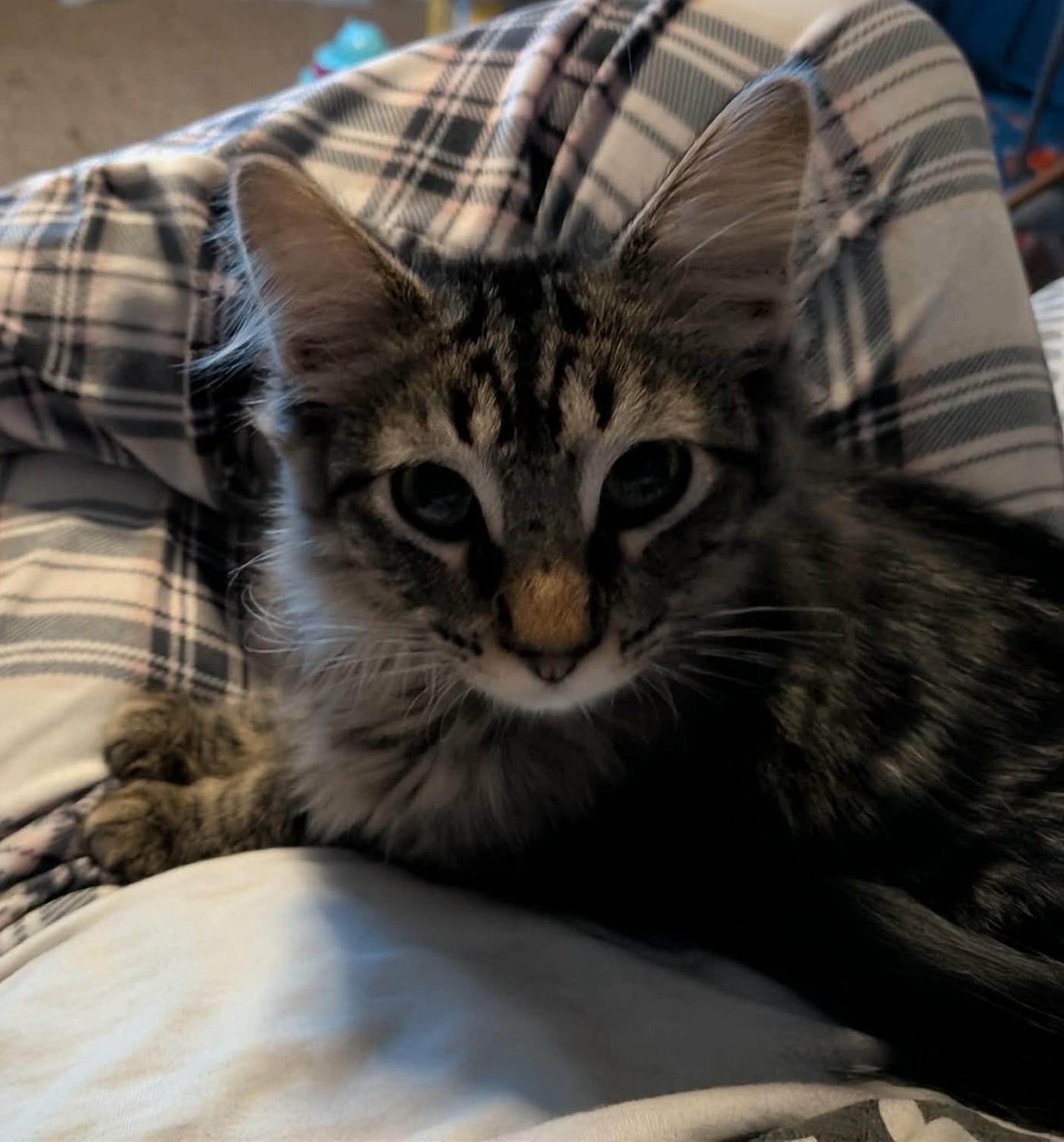 Enlarge Snickerdoodle, an adopted Domestic Long Hair in Sioux Falls, SD image 2/3