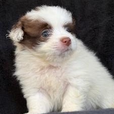 Grammy Gummi, Baby Female unknown