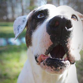Dottie, a Adoptable mixed breed in Charlotte, NC image 1/6