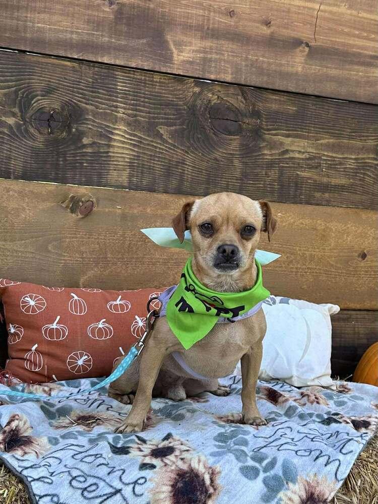 Hugo, Adoptable, Adult Male Chihuahua & Pug.