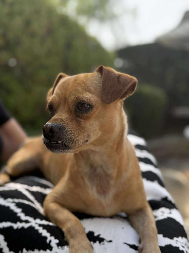 Hugo, a Adoptable mixed breed in Mission Viejo, CA image 2/6