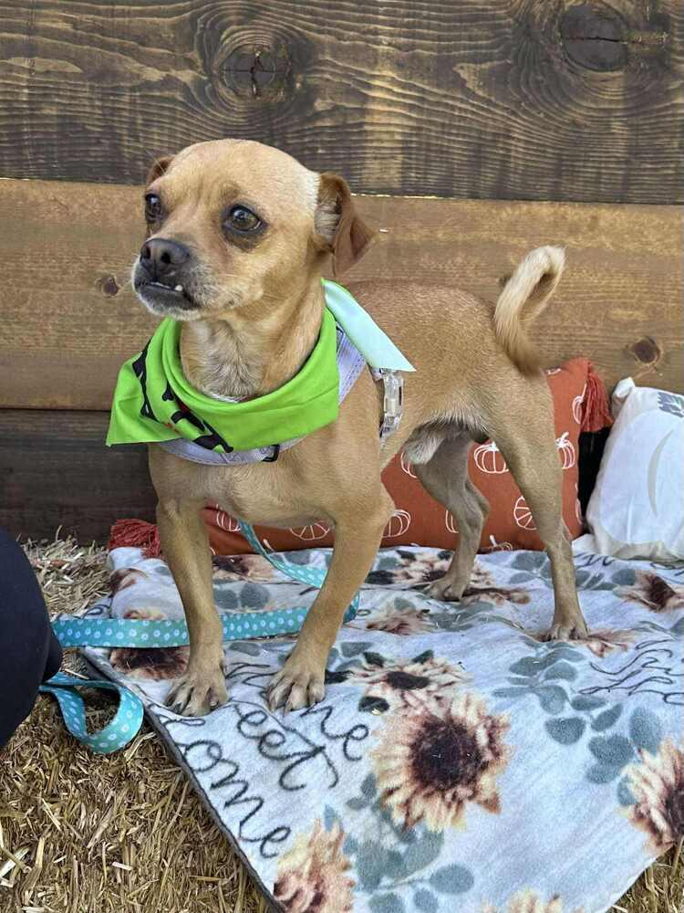Hugo, Adoptable, Adult Male Chihuahua & Pug.