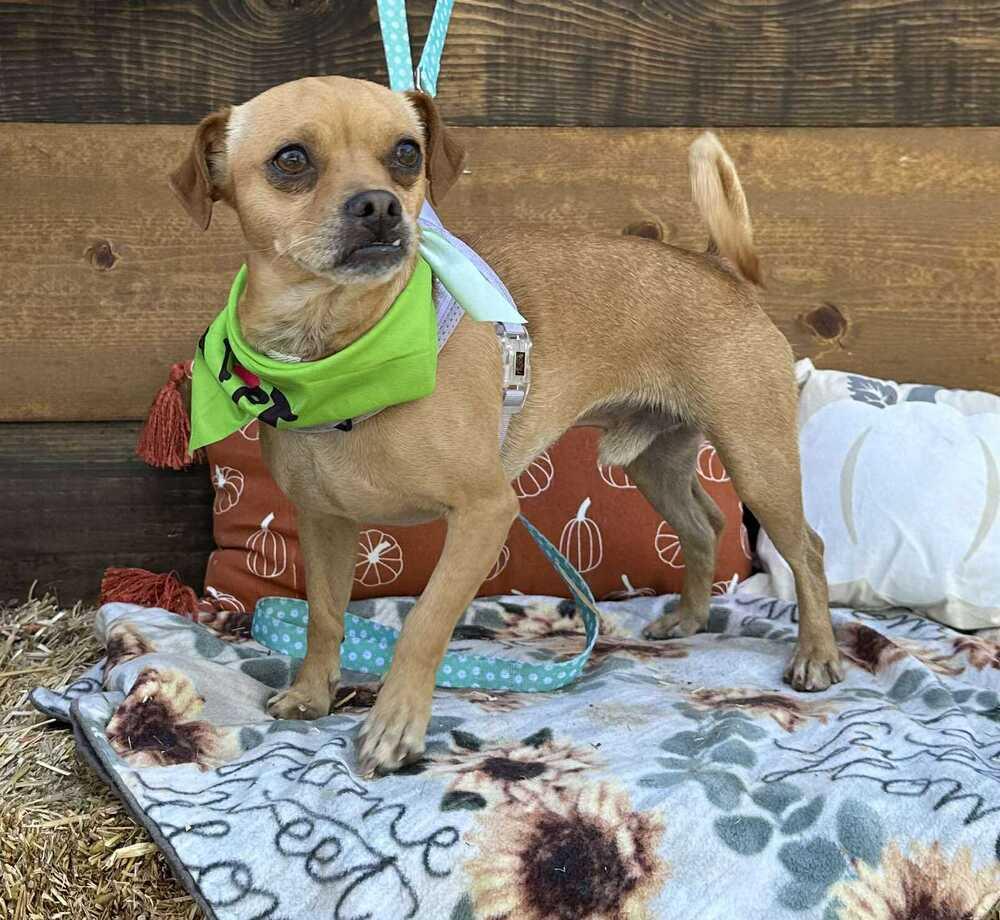 Hugo, a Adoptable mixed breed in Mission Viejo, CA image 4/6