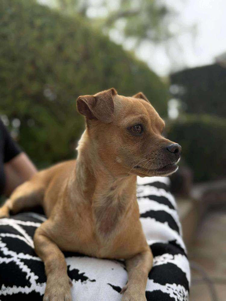 Hugo, a Adoptable mixed breed in Mission Viejo, CA image 6/6