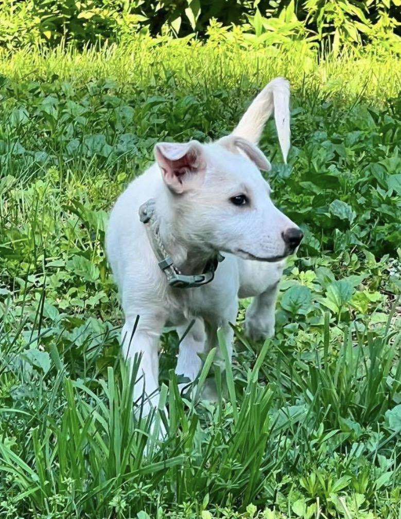 Enlarge Piggles, a Adoptable mixed breed in Brooks, ME image 3/4
