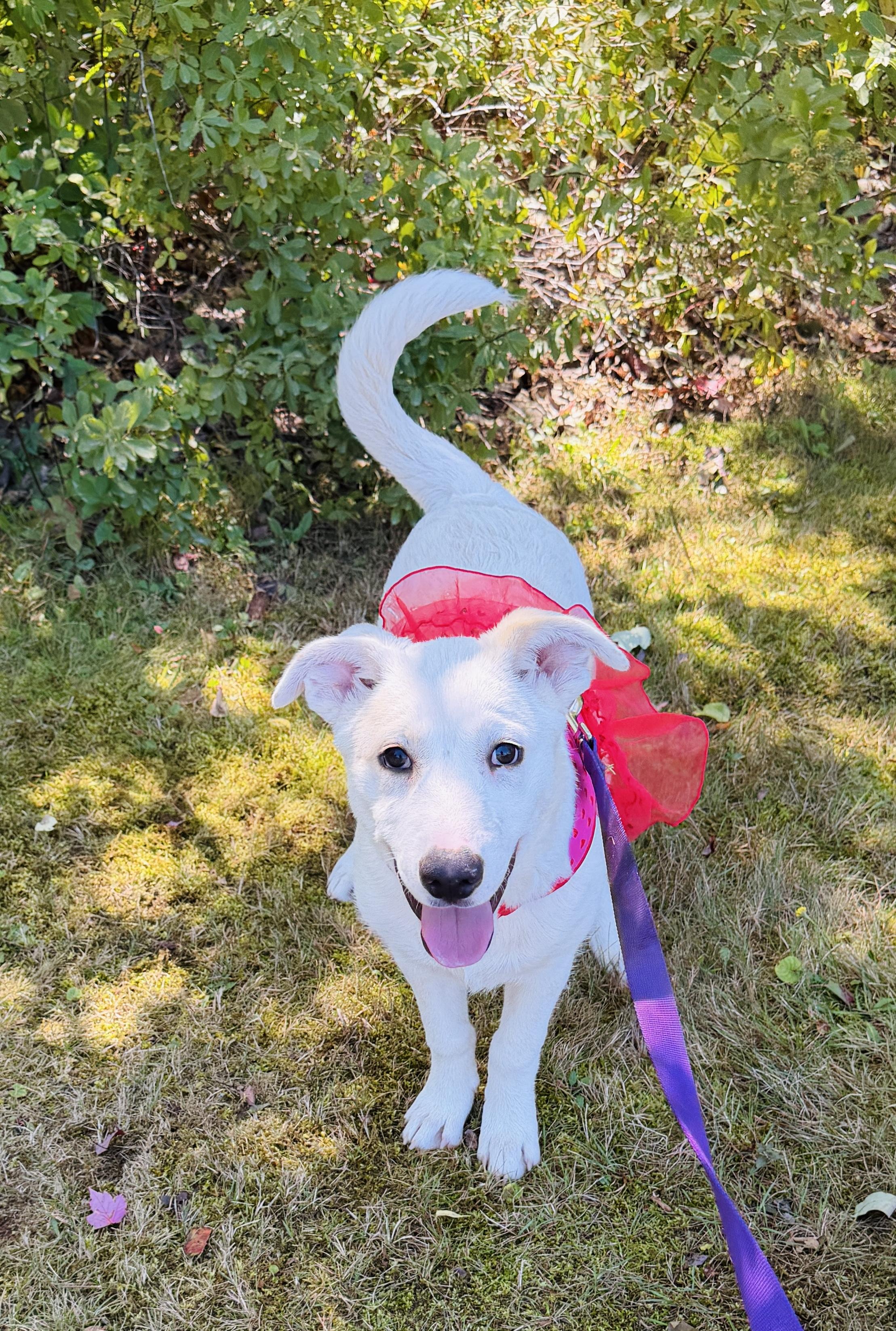 Piggles, Adoptable, Puppy Female Great Pyrenees.