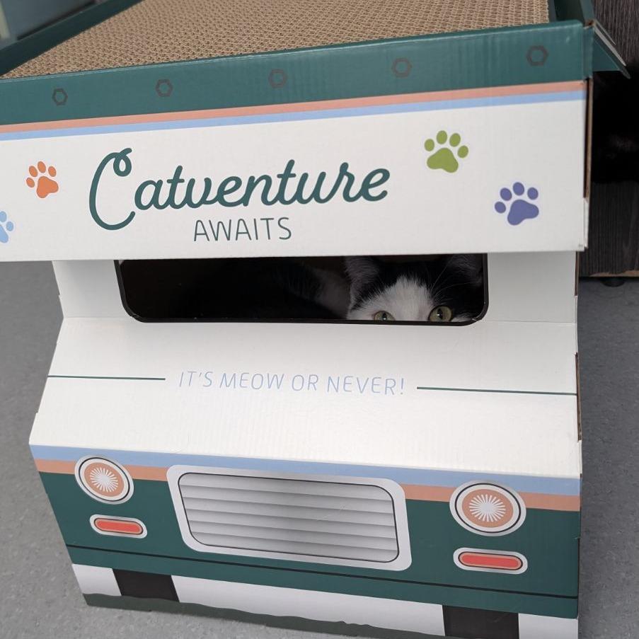 Enlarge Bruneta, a Adoptable Domestic Short Hair in Lakewood, CO image 1/5