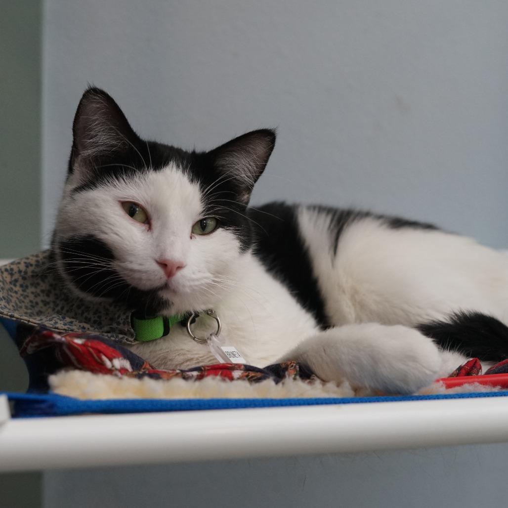 Enlarge Bruneta, a Adoptable Domestic Short Hair in Lakewood, CO image 2/5