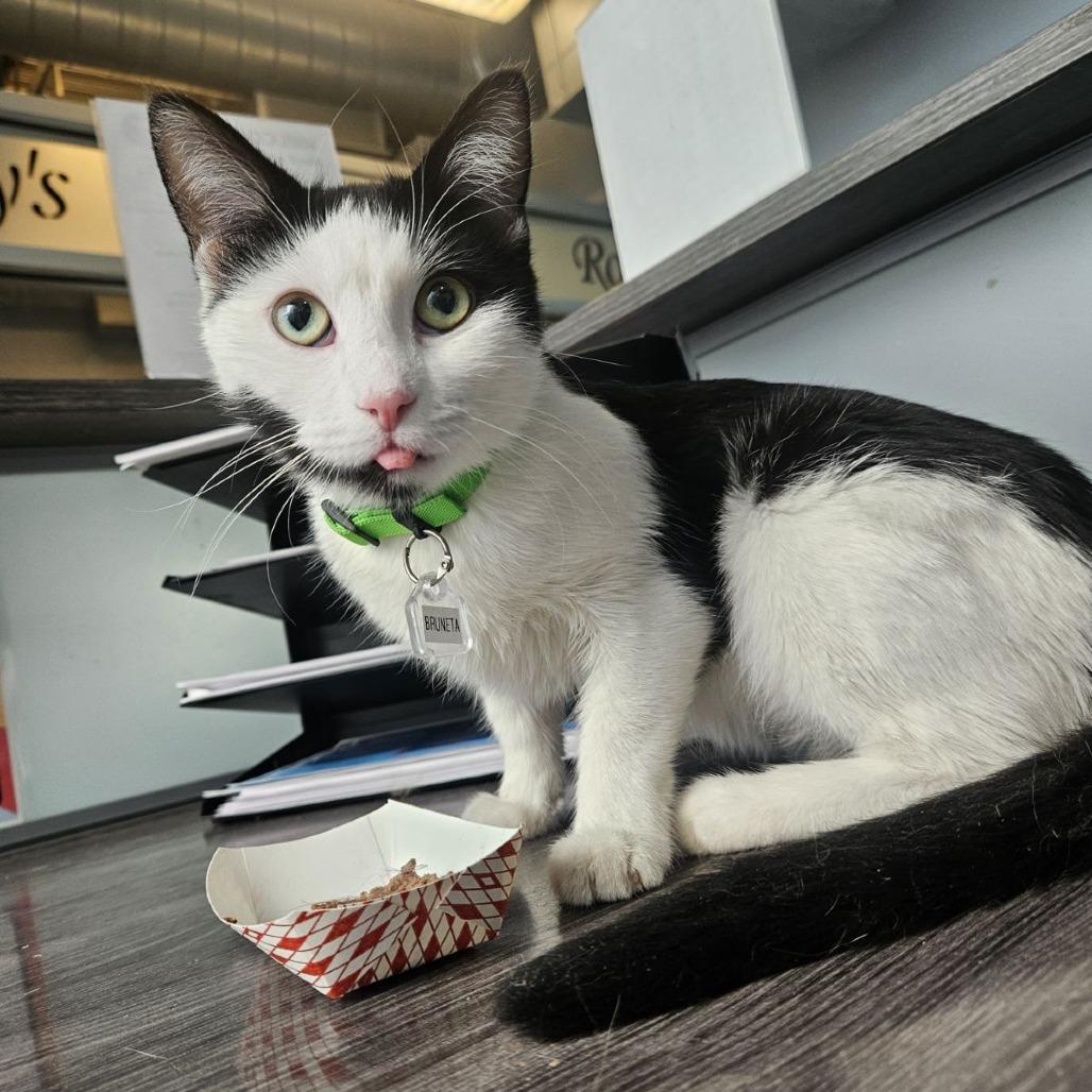 Enlarge Bruneta, a Adoptable Domestic Short Hair in Lakewood, CO image 5/5