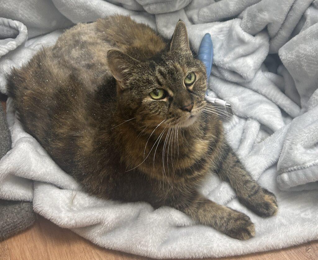 Enlarge Chesnut, a ADOPTABLE Tabby in Medford, MA image 2/3