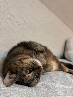 Enlarge Chesnut, a ADOPTABLE Tabby in Medford, MA image 3/3