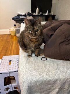 Chesnut, ADOPTABLE, Adult Female Tabby.