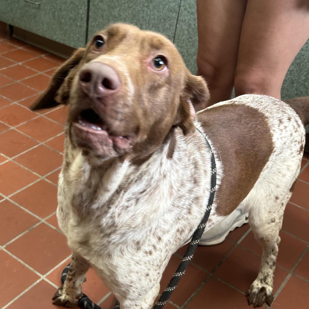 Enlarge Reba, a Adoptable mixed breed in West Point, MS image 2/2