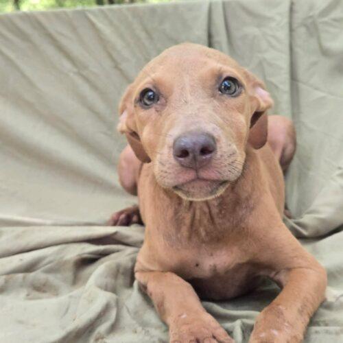 Enlarge Ashlyn, a Adoptable mixed breed in Jackson, LA image 1/1