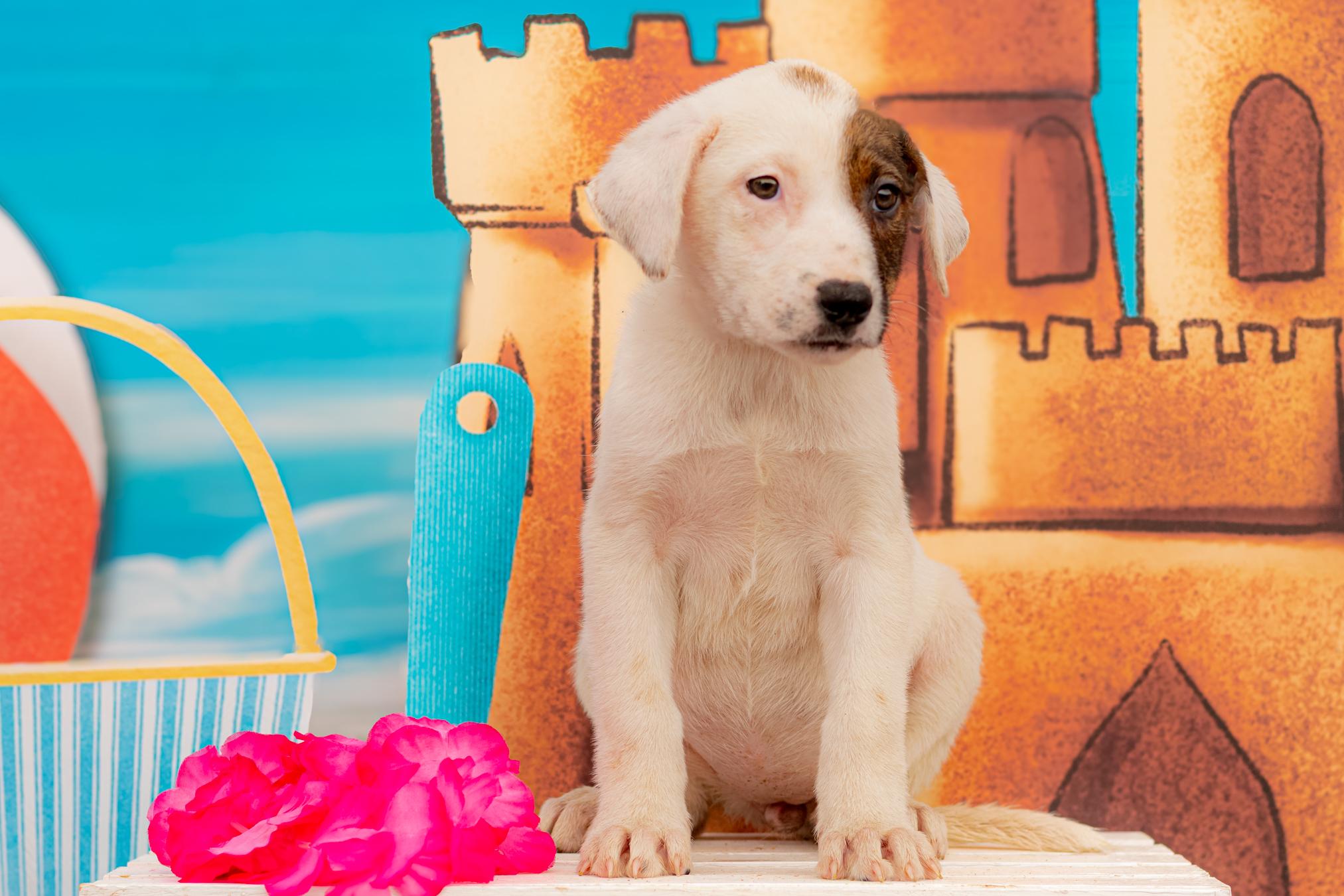 631-25, Baby Female Australian Cattle Dog / Blue Heeler