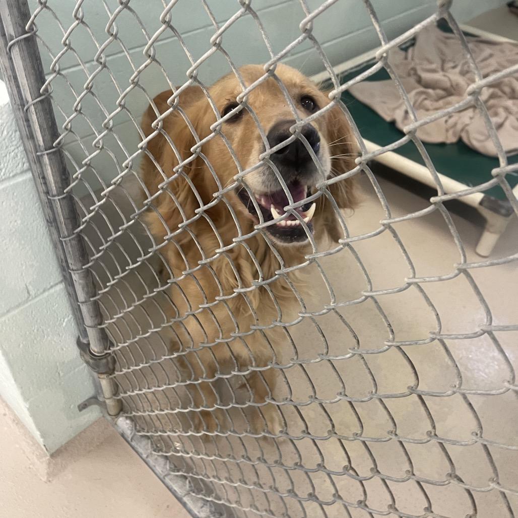 Enlarge Avalon, a Adoptable Golden Retriever in Newark, NJ image 1/1