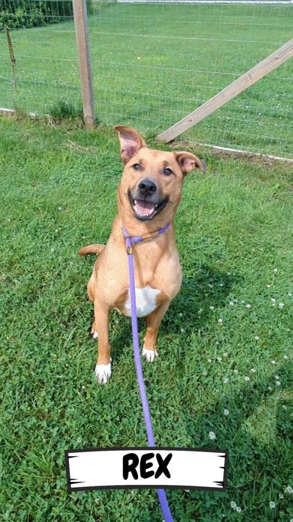 Enlarge Rex, a Adoptable Mixed Breed in Ashtabula, OH image 1/3