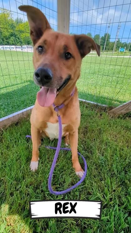 Enlarge Rex, a Adoptable Mixed Breed in Ashtabula, OH image 3/3