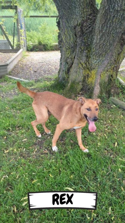 Rex, a Adoptable Mixed Breed in Ashtabula, OH image 2/3