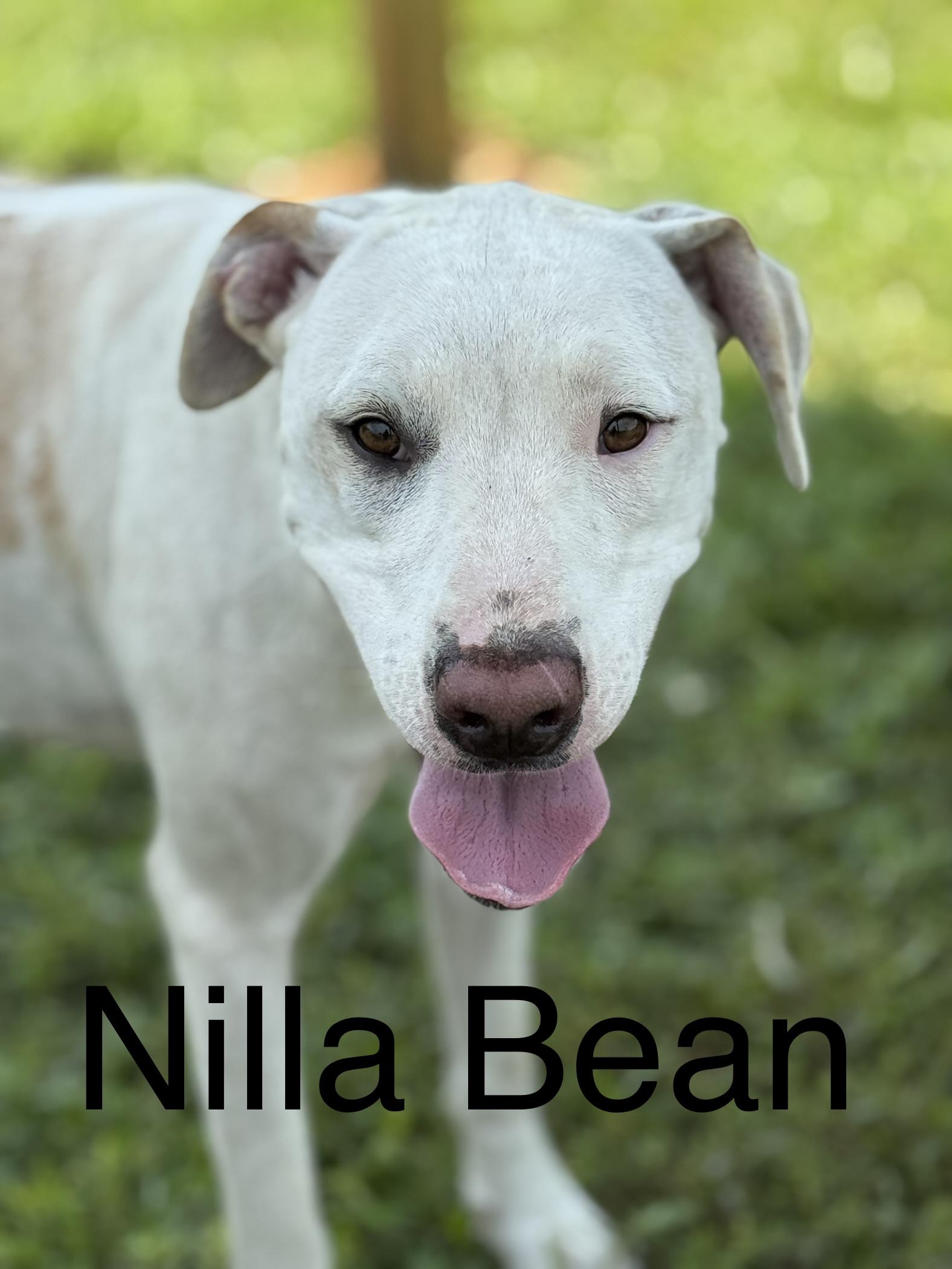 Nilla Bean, Adult Female Labrador Retriever