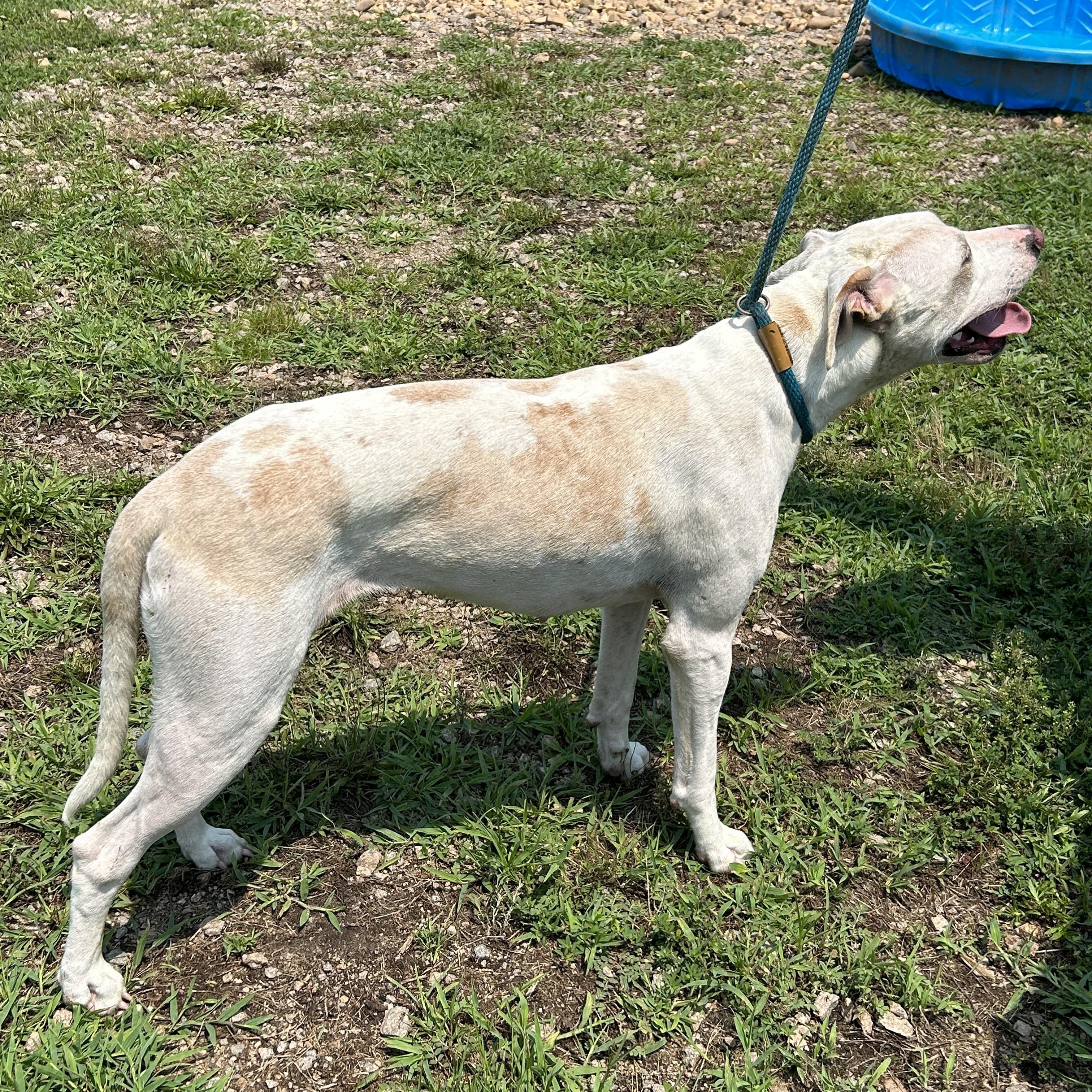 Nilla Bean, a Adoptable mixed breed in Charles City, VA image 2/3
