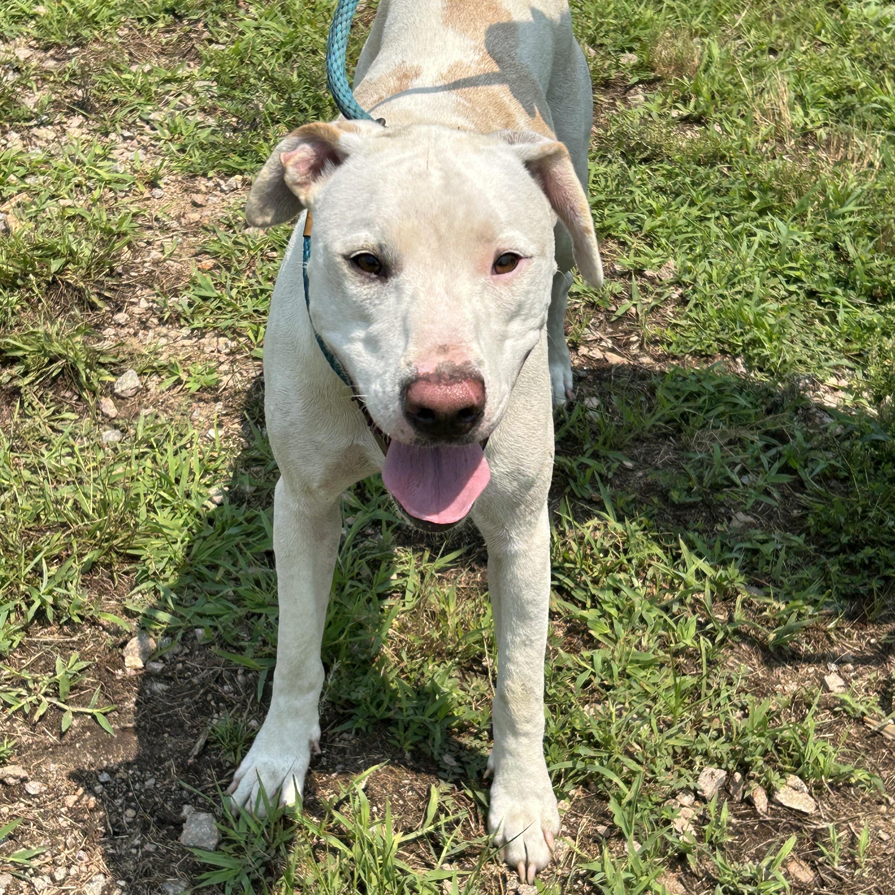 Nilla Bean, a Adoptable mixed breed in Charles City, VA image 3/3