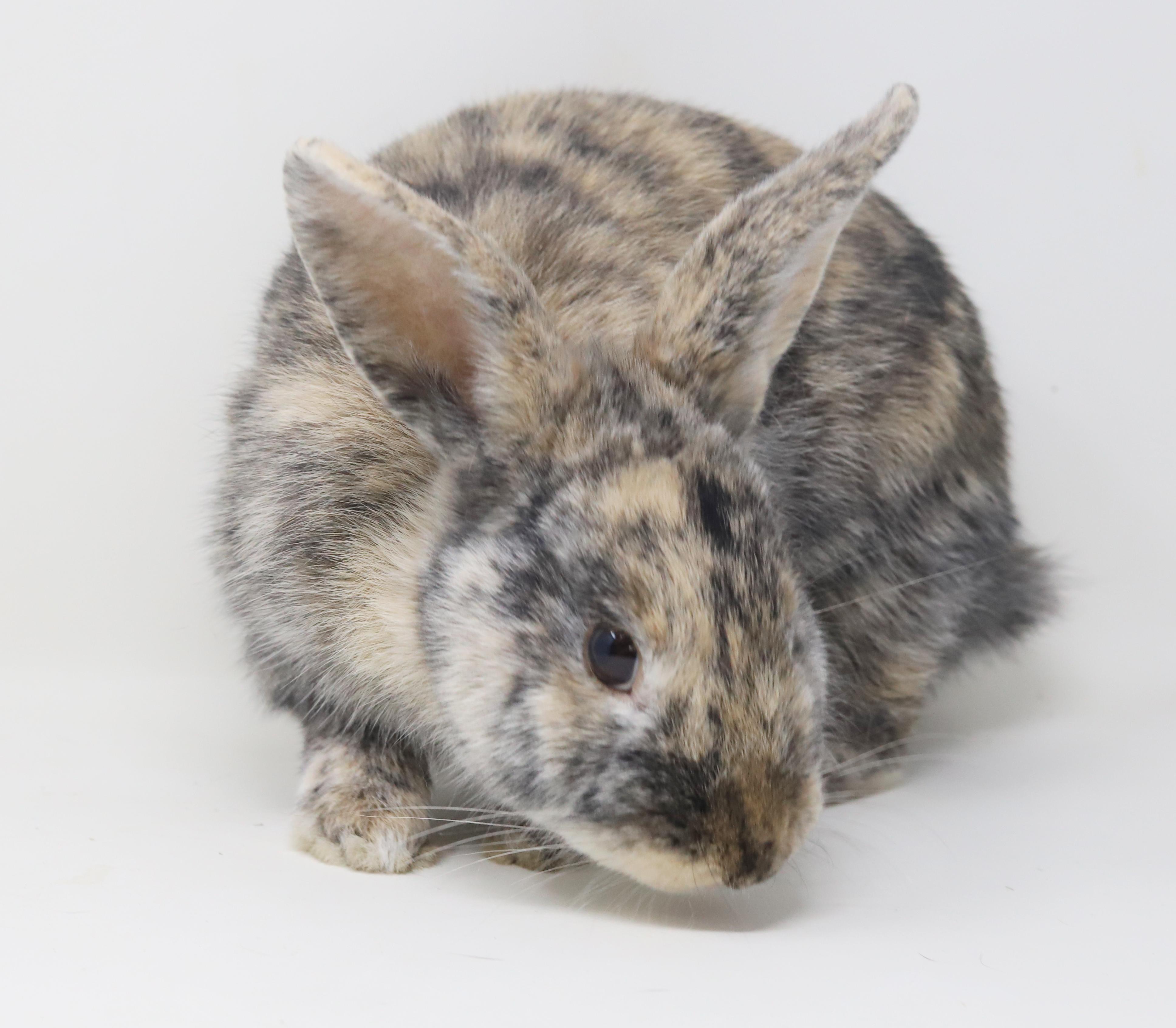 Enlarge Arlo is AMAZING - sweetest snuggliest and TINIEST THERAPY bun - NEUTERED Litter trained too!!, a ADOPTABLE Harlequin in Bedford Hills, NY image 6/6